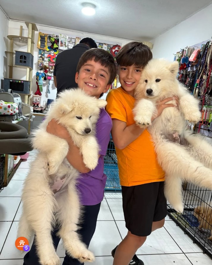 Clientes PetShop GT